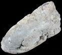 Fish Coprolite (Fossil Poo) - Kansas #49347-2